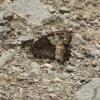 Hipparchia sp.